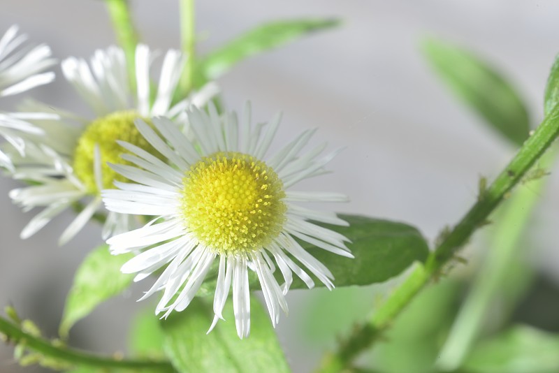 制药特写甘菊