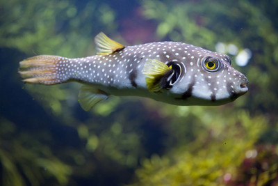 白斑河豚 (Arothron hispidus)