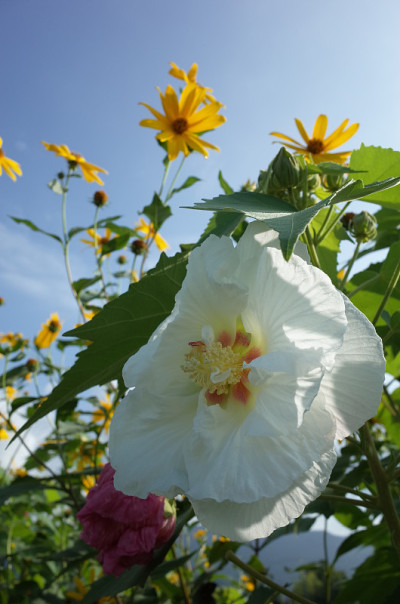 棉花Rosemallow
