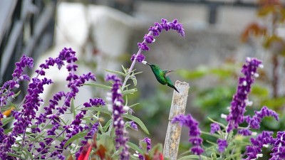 西方翡翠蜂鸟