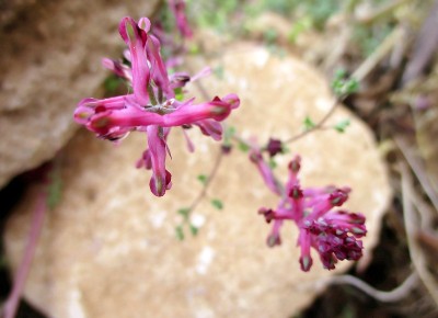 香花(Fr: Fumeterre officinal)