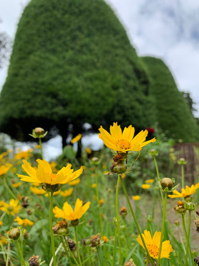 花
