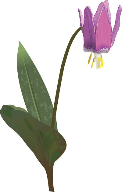 淫
