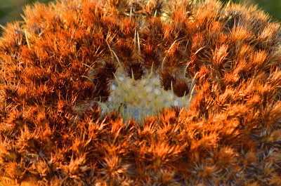 带刺的仙人掌plant.Peyote.Cactaceae