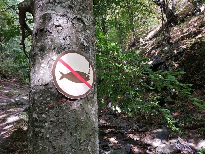禁止钓鱼。森林里的树上有禁止钓鱼的标志。