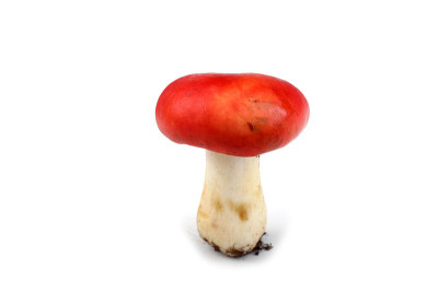 红菇