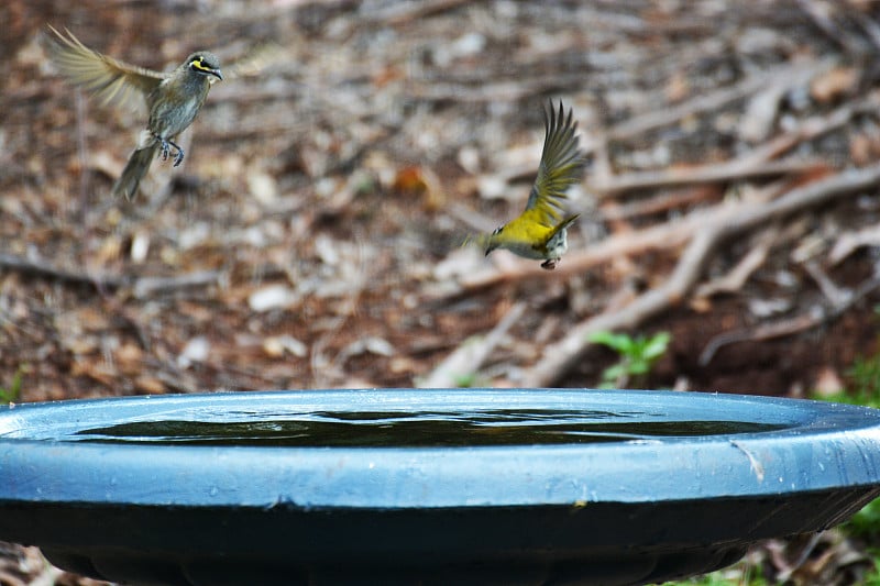 Bridied honeyater和White Naped honeyater Bird