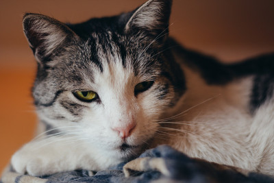 沉睡的猫