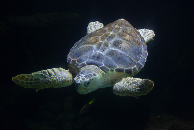 红海龟(Caretta Caretta)