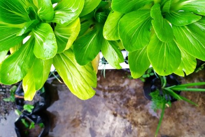 水培植物