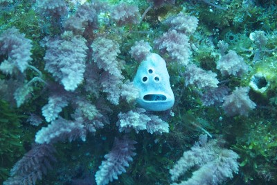 怪物海绵