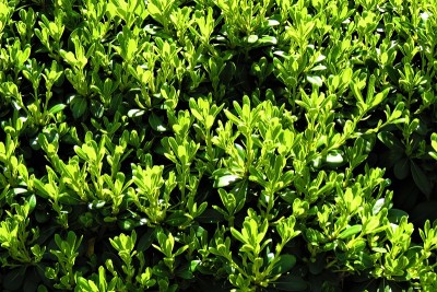阿扎雷罗·普兰塔(Pittosporum tobira)。