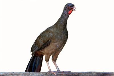 查科Chachalaca;Ortalis canicollis;孤立在白色