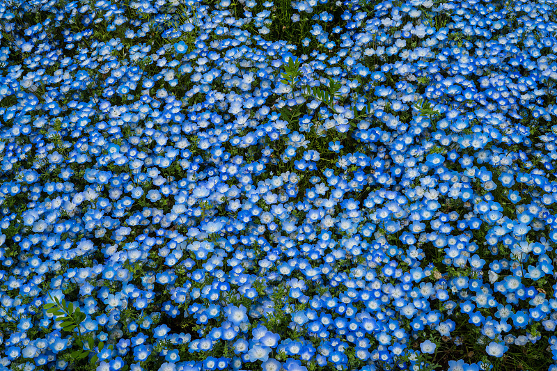 尼莫菲拉