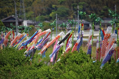 鲤鱼等浮电缆
