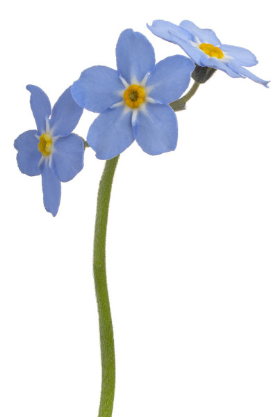 花孤立