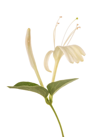 金银花