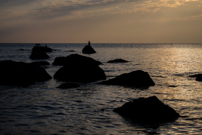 瓦尔纳海岸的海鸥和鲱鱼海鸥