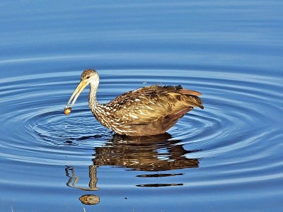 Limpkin (Aramus guarauna)——和一只苹果蜗牛在佛罗里达的湖里