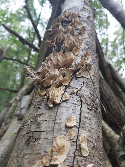 在花园里和花园周围