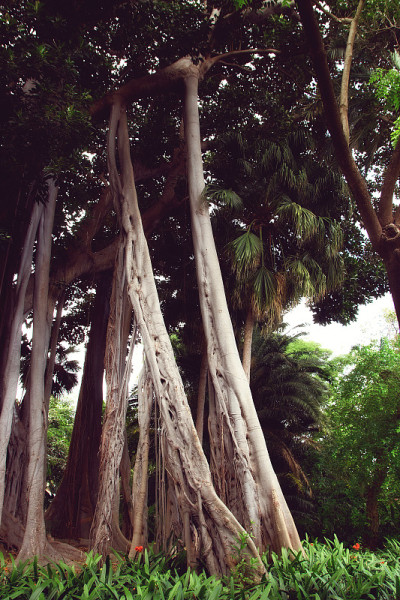 大叶榕(Ficus macrophylla f. columnaris)，生长在热带公园的巨型树种