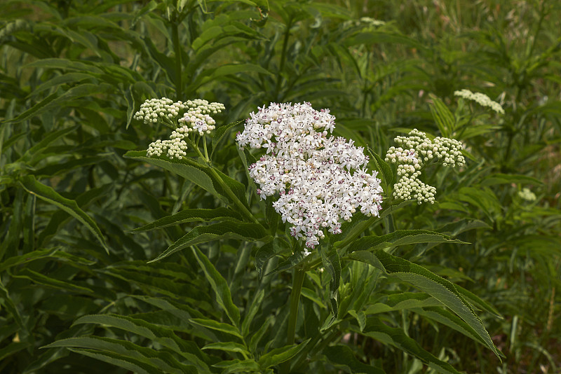 Sambucus ebulus