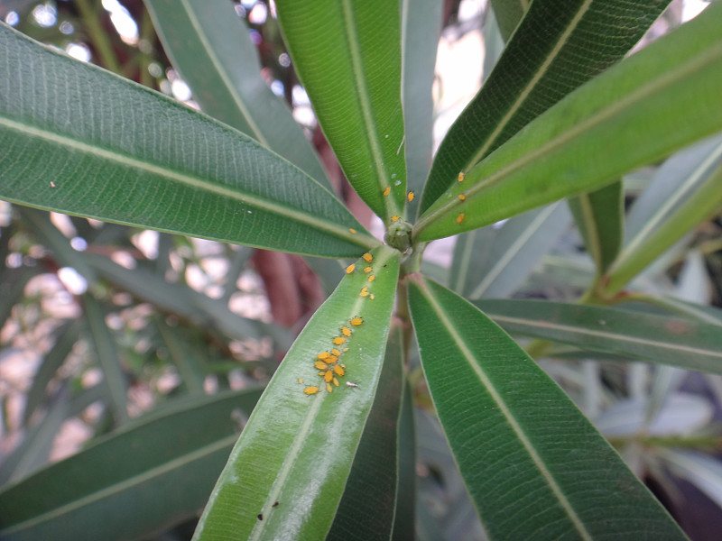 夹竹桃植物中的夹竹桃蚜虫