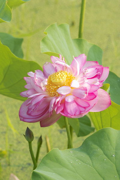 莲花