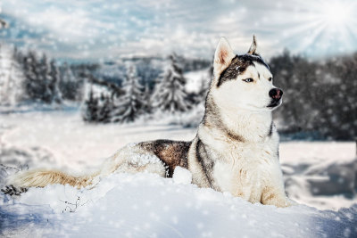西伯利亚雪橇犬