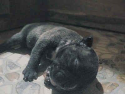 纯种美国恶霸小狗和Sire