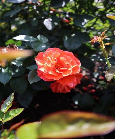 月季花
