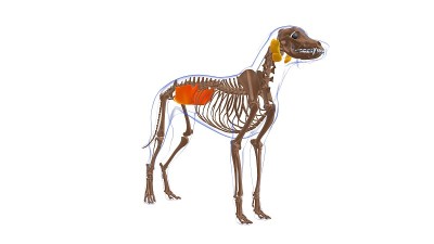 腹内斜肌狗肌解剖医学概念3D