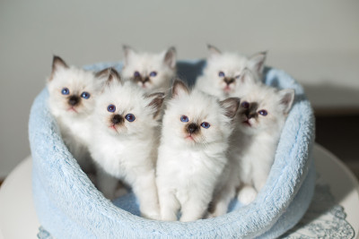 许多小猫猫品种神圣的柏玛