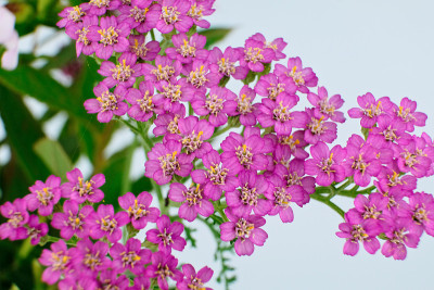 一个粉红色蓍草品种在粉红色背景上的特写，学名Achillea millefolium