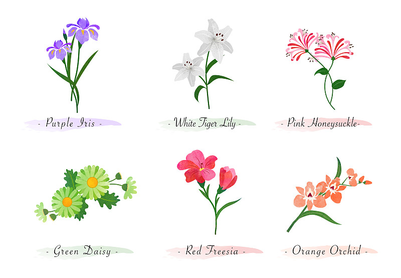 水彩植物园自然植物花蝴蝶花、老虎百合、金银花、雏菊、红小苍兰