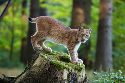 山猫在树桩上