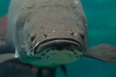 阿拉伯语(Sudis gigas)。