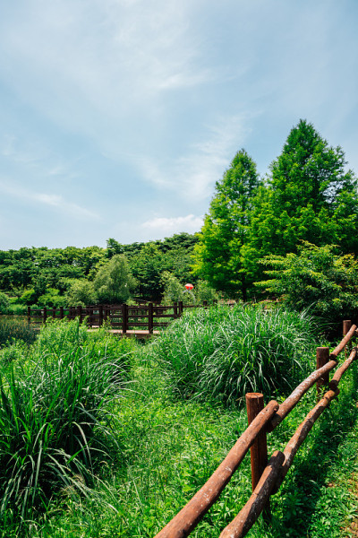 韩国仁川大公园的森林小径