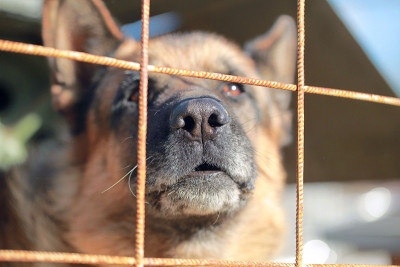 囚禁中的德国牧羊犬