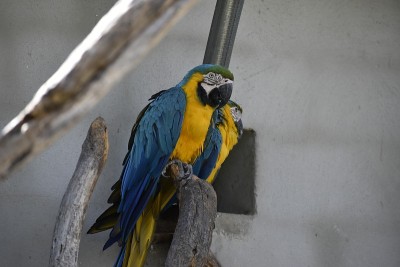 peroqué