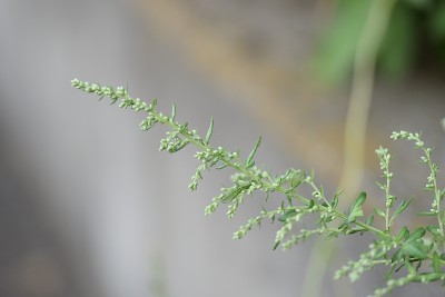 日本艾属植物的花