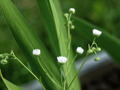 花园里很小的雏菊