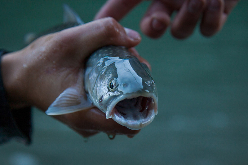 A small bull trout (Dolly Varden) caught on the Sq