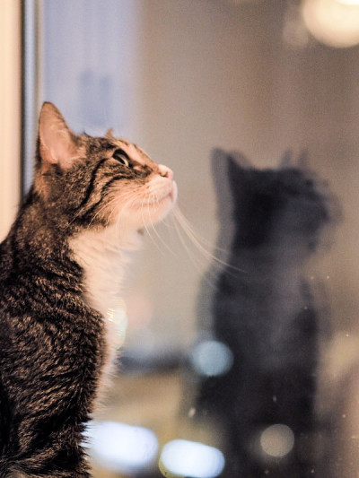 可爱的家猫