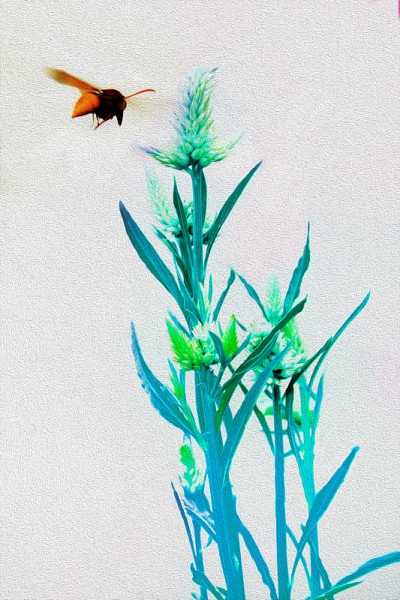 鸡冠花花