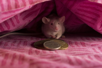 La petite souris(法国牙仙)