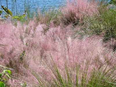 Muhly Grass (Muhlenbergia)靠近佛罗里达州的一个湖
