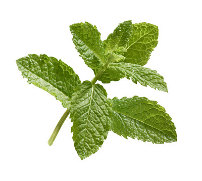 薄荷