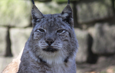 欧亚猞猁(lynx lynx)