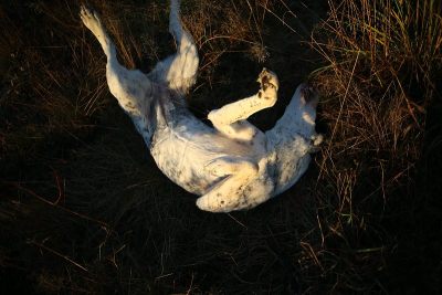 户外中亚牧羊犬肖像